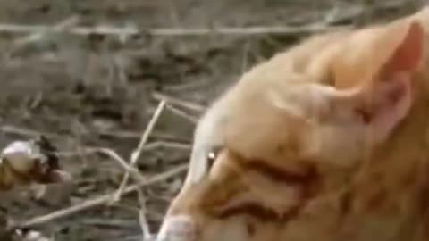 Funny video