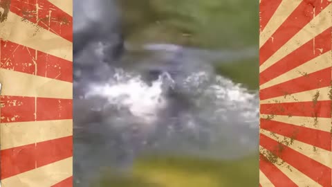🐾 Hilarious Animal Videos – Try Not To Laugh