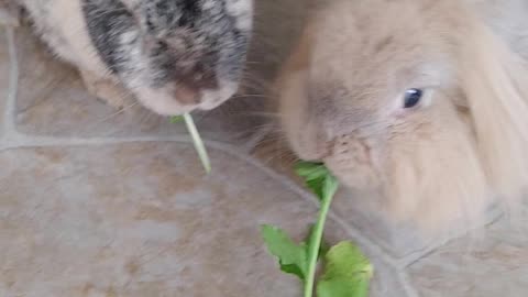 Buns eating greens