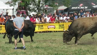 Srnota od Sladojevića vs Medonja od Stipića Batin 2025