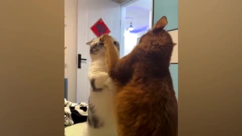 Try not to laugh cats Video PT 02 😁