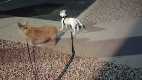 Kiko Chiquis danger doggie night walk make sure low traffic, safe area 4 busy wandering20250820138