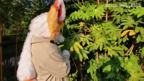 霞吉叭剪的芒果小龙