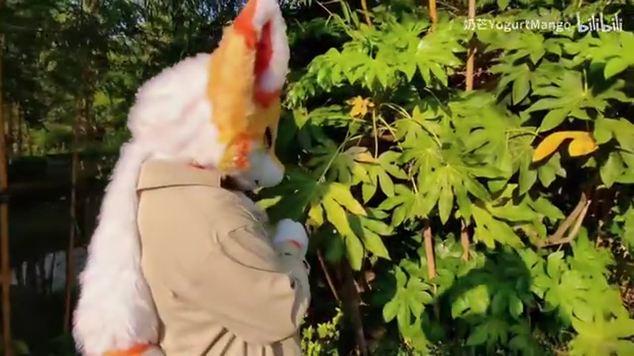 霞吉叭剪的芒果小龙