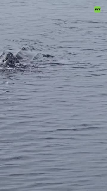 Encuentro cercano con una enorme tortuga laúd en alta mar
