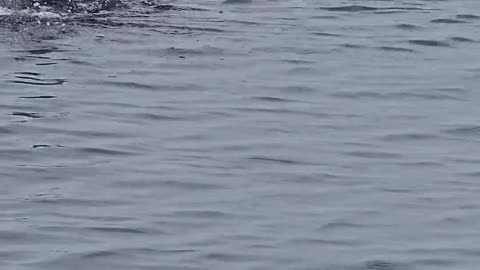 Encuentro cercano con una enorme tortuga laúd en alta mar