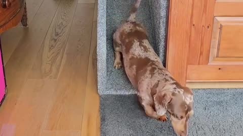 🐶🏃 The Dogs That Can't Stop Sliding! | FunFM