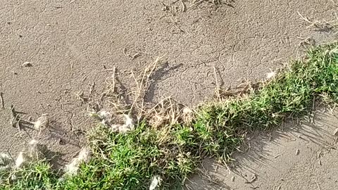 Bird Feathers on the ground