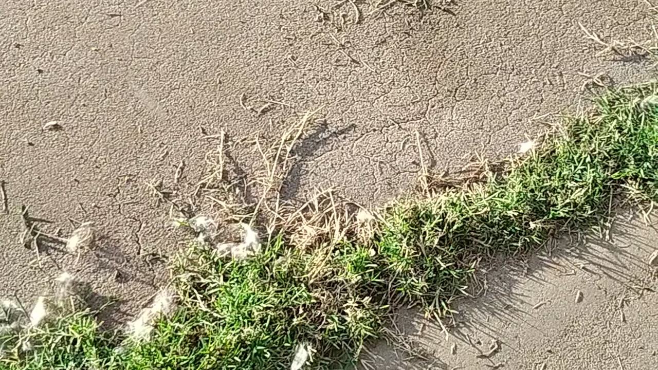 Bird Feathers on the ground