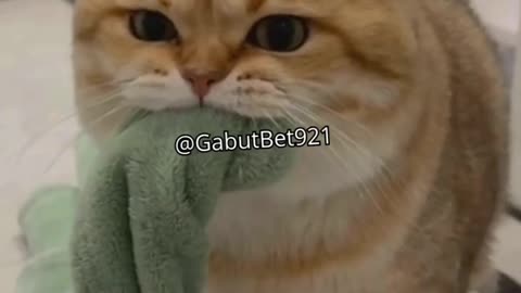 funny cat