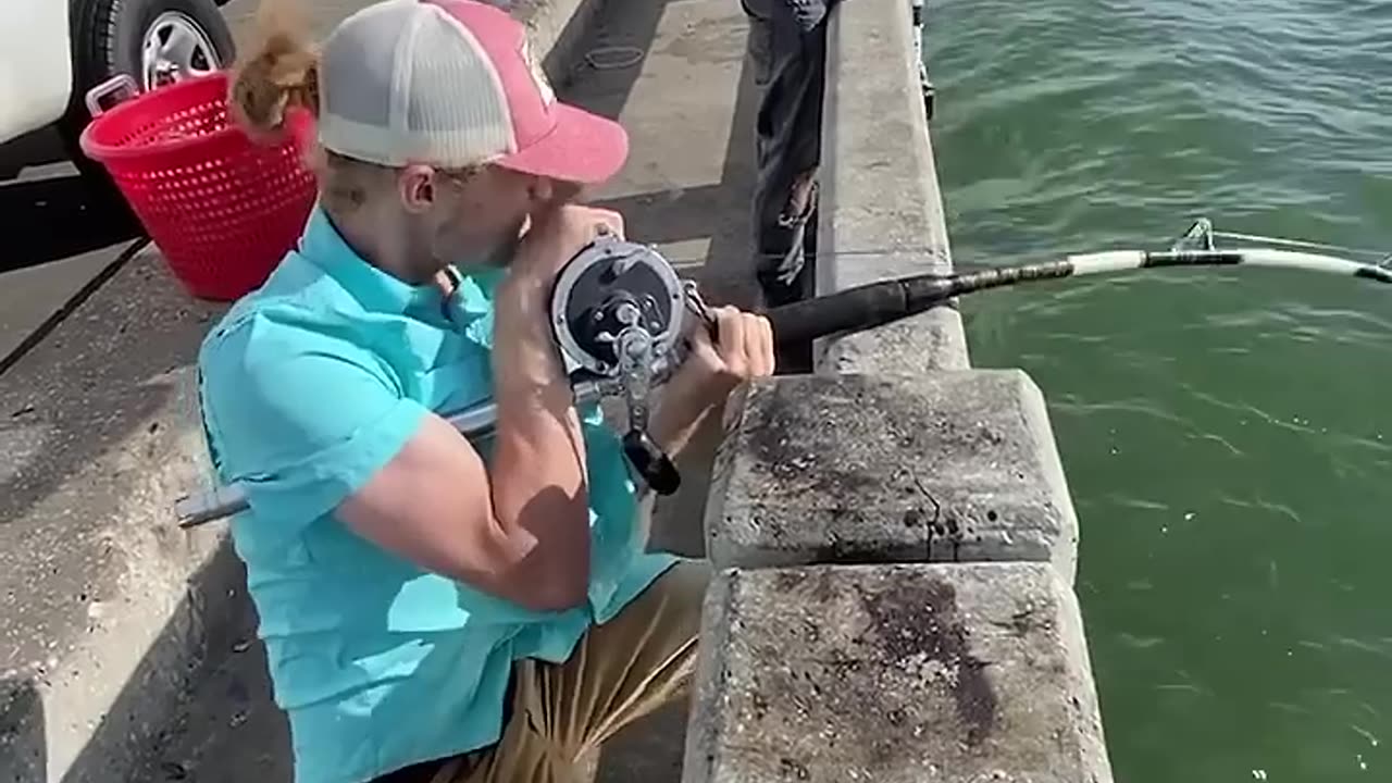 Catching a MONSTER grouper from under the PIER!! 💪 #skyway #fishing #bigfish