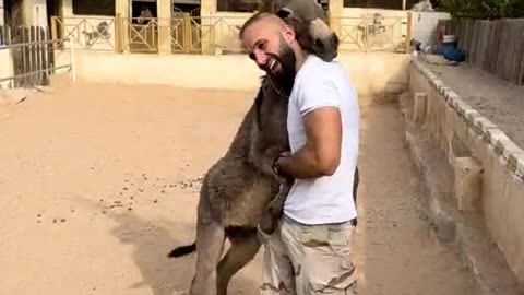 البطل سنبل بيمسي