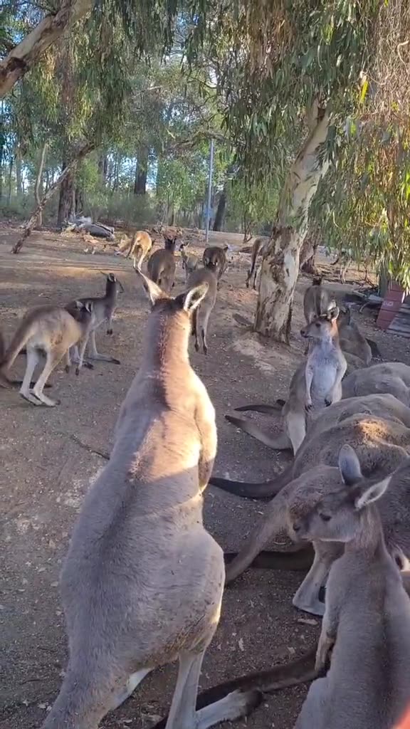 Kangaroos get together only in Australia 🇦🇺