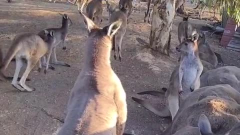 Kangaroos get together only in Australia 🇦🇺