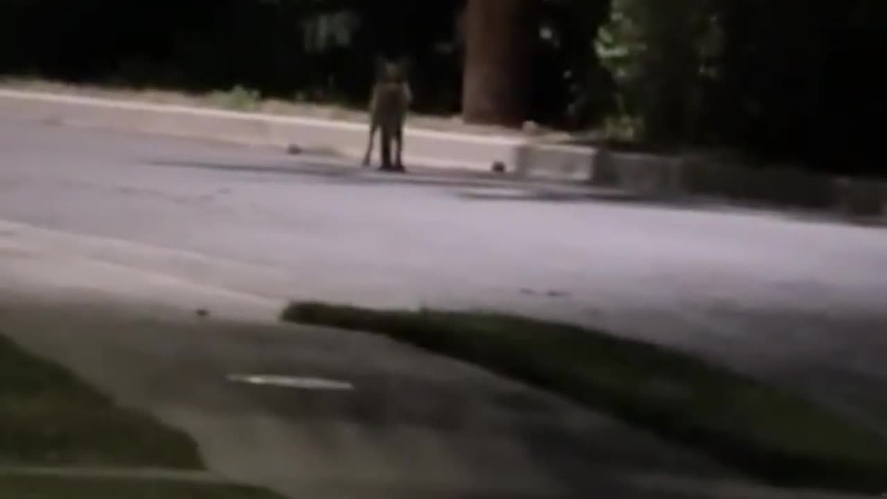 A strange figure standing in the middle of the road