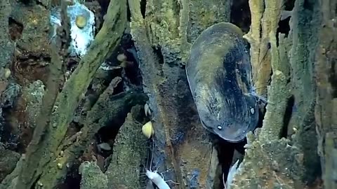 Mariana trench