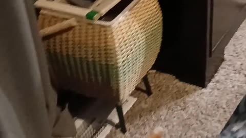 😂😹 Cosmo's Hilarious Antics! You Won't Believe This Cat! | FunFM