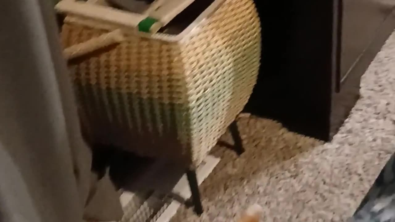 😂😹 Cosmo's Hilarious Antics! You Won't Believe This Cat! | FunFM