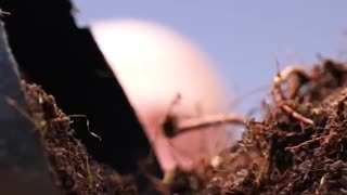 Every plant deserves a second chance, especially when it can become a bonsai beauty 🌳💚