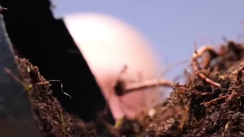 Every plant deserves a second chance, especially when it can become a bonsai beauty 🌳💚