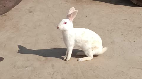 Rabbit 🐇 vs Cat