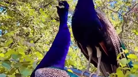 Beautiful peacock 🦚 🤩 with voice