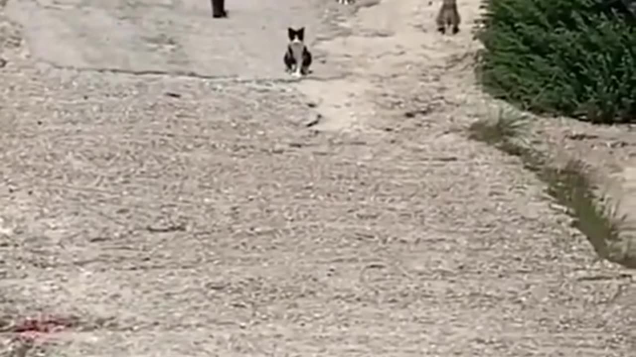 Funny animals