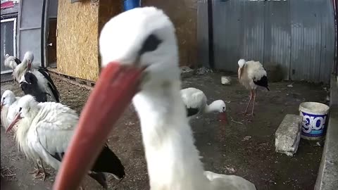 Selfie by a stork 📸 😉🙂💕❤