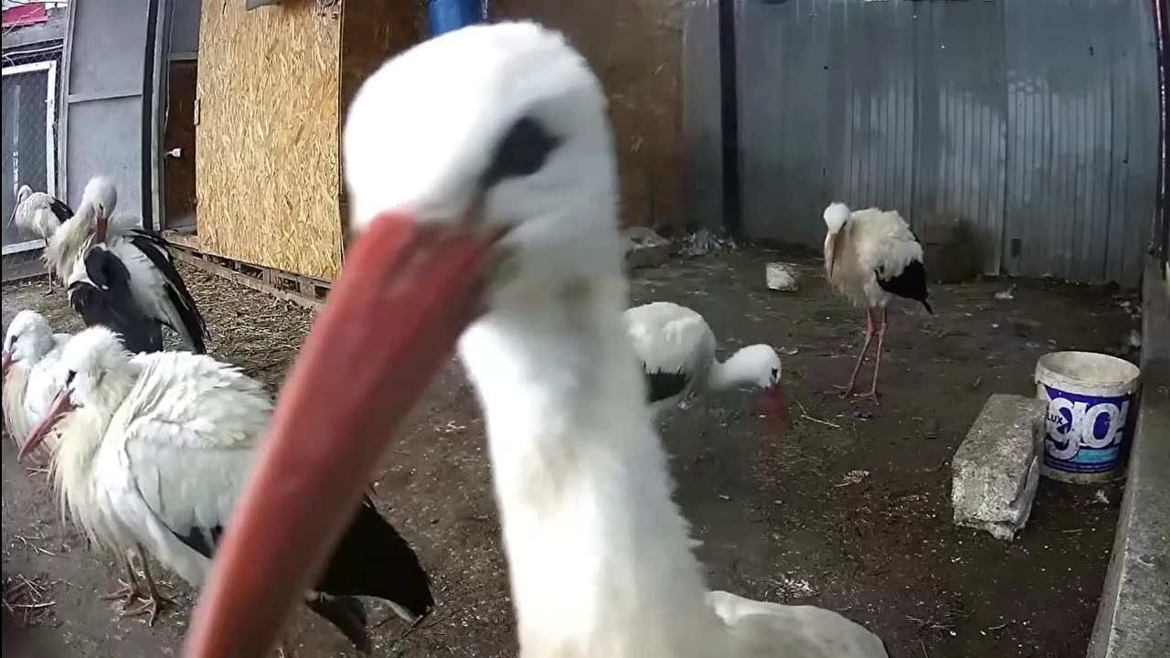 Selfie by a stork 📸 😉🙂💕❤