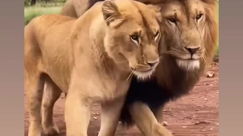 Like a best couple