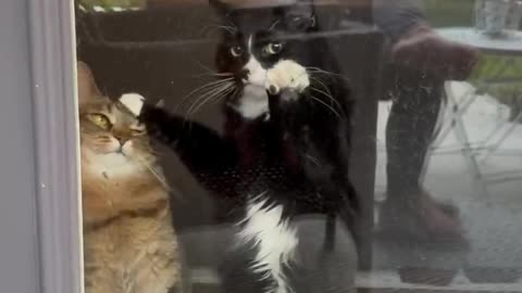Cats using their last bit of brain.