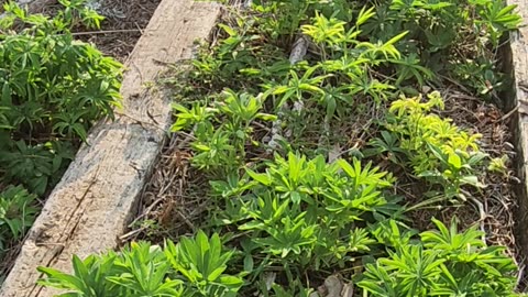 Deadheading Lupine Flowers is important so they can Look Their Best