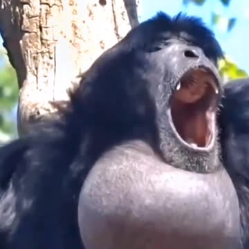 A Monkey Crying Sounds