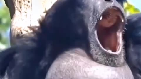 A Monkey Crying Sounds