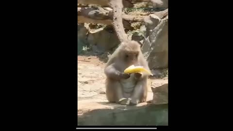 Funny animal video