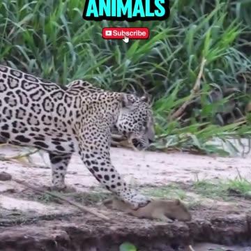 How to make money with pets 🐕