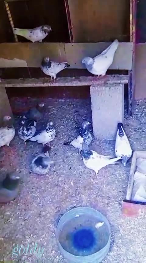 Pigeon falying video this video for NY friends ❤️💗❤️❤️💗