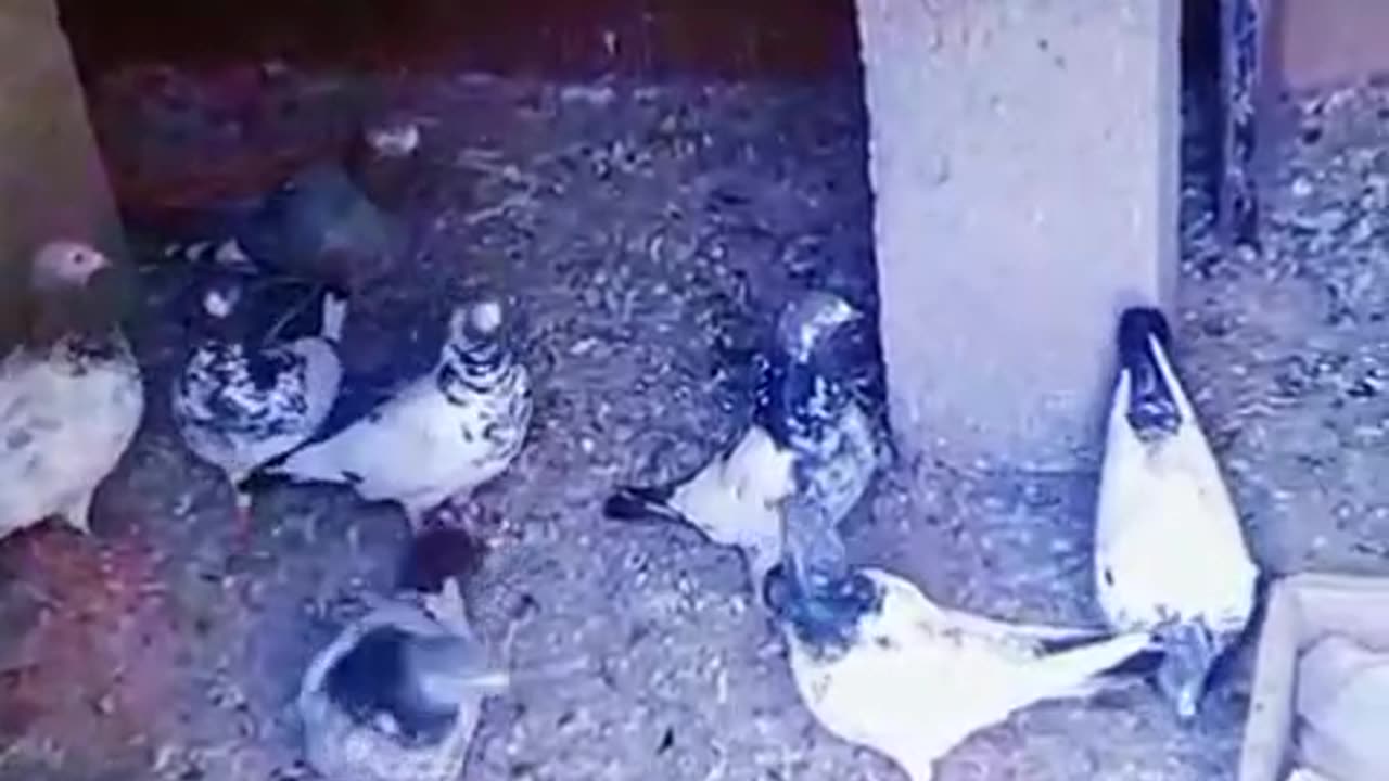 Pigeon falying video this video for NY friends ❤️💗❤️❤️💗