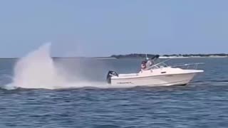 SHOCK VIDEO: Whale dead & passenger thrown overboard after boat incident in Barnegat Bay, New Jersey
