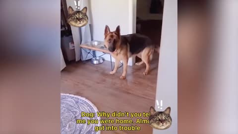 Funny Animal seri 29