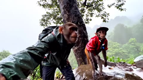 "Tinku Gaya Trekking Par 🥾🐵 | Monkey On Mountain Mission | Jungle Vlog 2025"