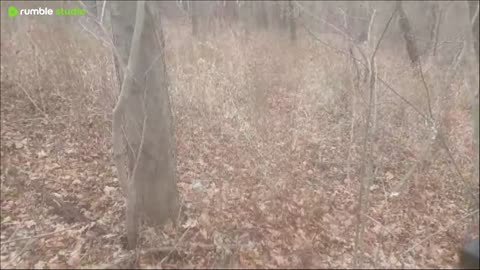 fall walk through the woods