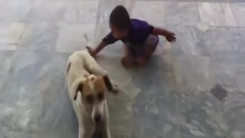 Dogs funny videos,baby girl playing