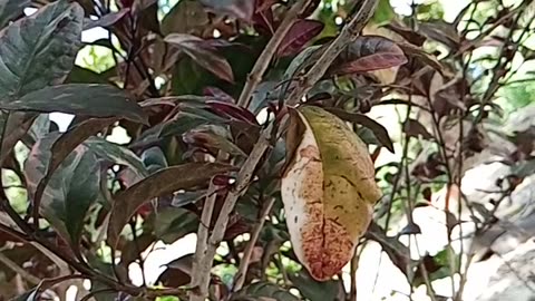 Flores en mi cumpleaños