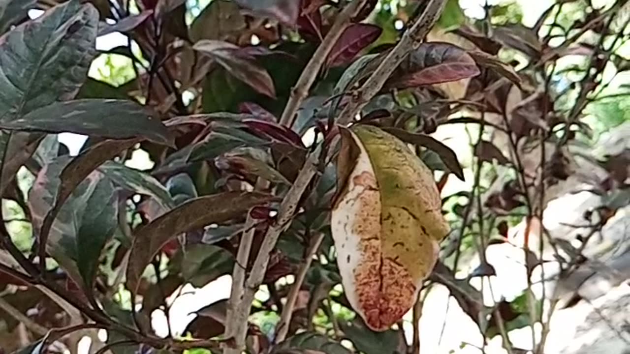 Flores en mi cumpleaños