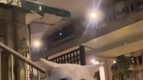 😂😼 This Cat's Face Says It All! | FunFM