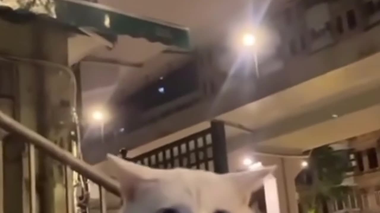 😂😼 This Cat's Face Says It All! | FunFM