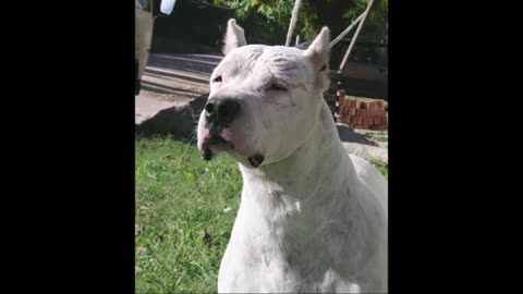 Dogo argentinos dominating mountain lions