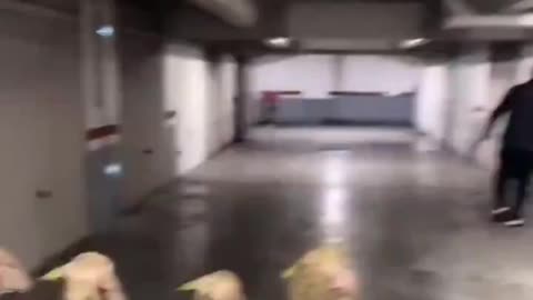 In Islamic neighborhoods in France there are many sheep. Food or something else?