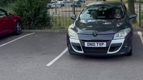 "Married" Dog Couple in Car